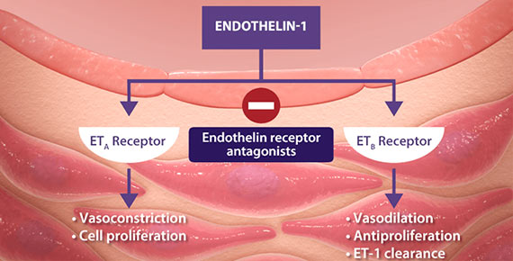 Endothelin pathway